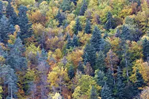 Poplar Prints: Mixed forest - in Autumn with Pine Poplar & Beech. Ordesa Valley - Spain