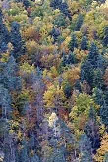 Mixed forest - in Autumn with Pine Poplar & Beech