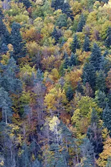 Mixed forest - in Autumn with Pine Poplar & Beech. Ordesa Valley - Spain