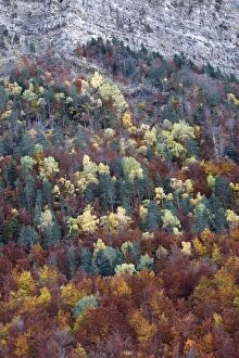 Images Dated 29th October 2007: Mixed forest - in Autumn with Pine Poplar Oak Lime & Beech trees. Ordesa Valley - Spain