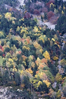 Images Dated 29th October 2007: Mixed forest - in Autumn with Pine Poplar Oak Lime & Beech trees. Ordesa Valley - Spain