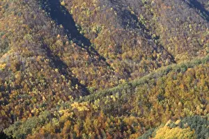 Mixed forest - in Autumn with Pine Poplar Oak Lime & Beech trees. Ordesa Valley - Spain