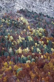Mixed forest - in Autumn with Pine Poplar Oak Lime & Beech trees. Ordesa Valley - Spain