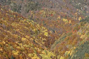 Mixed forest - in Autumn with Pine Poplar Oak Lime & Beech trees. Ordesa Valley - Spain