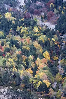 Mixed forest - in Autumn with Pine Poplar Oak Lime & Beech trees. Ordesa Valley - Spain