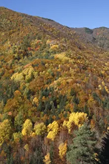 Mixed forest - in Autumn with Pine Poplar Oak Lime & Beech trees. Ordesa Valley - Spain