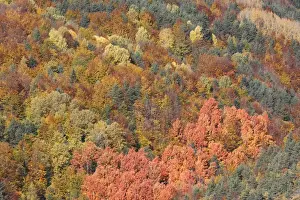 Mixed forest - in Autumn with Pine Poplar Oak Lime & Beech trees. Ordesa Valley - Spain