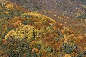 Mixed forest - in Autumn with Pine Poplar Oak Lime & Beech trees. Ordesa Valley - Spain