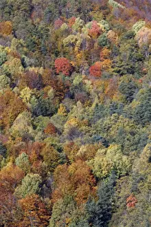 Mixed forest - in Autumn with Pine Poplar Oak Lime & Beech trees. Ordesa Valley - Spain