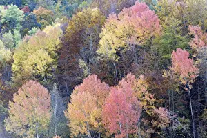 Mixed forest - in Autumn with Pine Poplar Oak Lime & Beech trees. Ordesa Valley - Spain