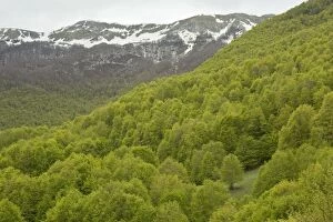 Abruzzo Gallery: Mixed Montane Woodland mainly Beech Trees on Monti