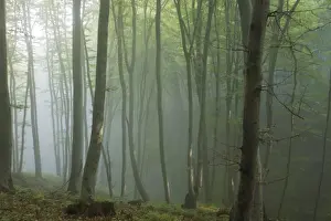 Mixed old beech and hornbeam forest in early morning mist at the Breite, Sigishoara, Romania