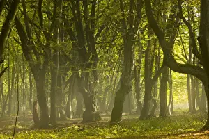 Mixed old beech and hornbeam forest in early morning mist at the Breite, Sigishoara, Romania