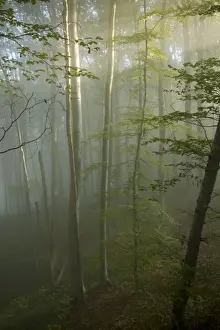 Landscapes Prints: Mixed old beech and hornbeam forest in early morning mist at the Breite