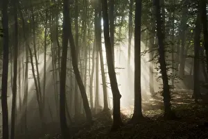 Sun Rays Prints: Mixed old beech and hornbeam forest in early morning mist at the Breite