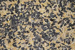 Mixed seed for bird feeding. This blend is a good basic bird mix that has sunfloweer, white millet, cracked corn and safflower seed. Note this is USA / North American bird feed