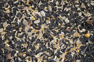 Mixed seed for bird feeding. Sunflower, millet, peanuts, safflower, corn combination is an excellent bird food for attracting a wide variety of birds. Note this is USA / North American bird feed