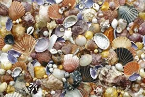 Mixed Shells - conglomerate of North Sea, Atlantic