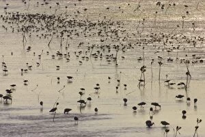 Images Dated 16th March 2006: Mixed Waders (Shorebirds) feeding - silhouetted in early morning light Ding Darling NWR, florida