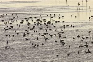 Mixed Waders (Shorebirds) feeding - silhouetted in early morning light