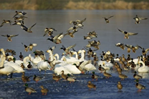 Mallard - Drake flying over lake