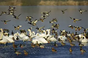 Landing Prints: Mixed Wildfowl - Mallards landing amongst Whooper swans (Cygnus cygnus) on frozen lake in winter