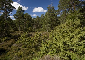 Images Dated 1st August 2005: Mixed Woodland