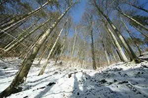 Mixed woodland - mainly beech trees - after snowfall in winter