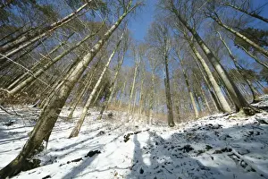 From Below Prints: Mixed woodland - mainly beech trees - after snowfall in winter - Lower Saxony - Germany