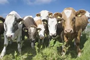 Herds Prints: Mixes Herd of Cows - at Fence - Orkney Mainland MA002288