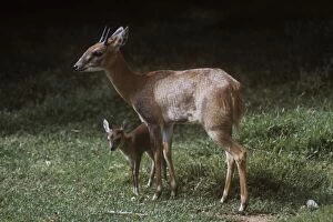 MK-54 Four-horned Antelope / Chousingha - buck and young