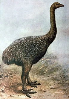 Extinct Collection: Moa bird painting - extinct