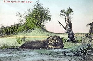 Mock up of lion hunting, old postcard c1910
