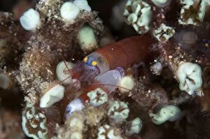 Modest Snapping Shrimp