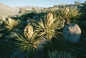 Mohave Yucca South California, USA