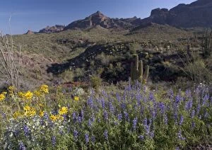 Images Dated 3rd March 2005: Mojave / Coulter's Lupines Organ Pipes National Monument, USA