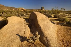Mojave Desert - rock boulders, Teddy Bear Chollas, Joshua Trees (Yucca brevifolia) and Mojave Yuccas (Yucca schidigera)