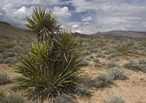 Mojave Yucca - with Providence mountains in background. in the Mojave National Preserve, California, USA