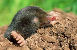 MOLE - burrowing out of mole hill
