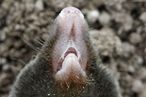 Images Dated 14th August 2007: Mole -close-up of nose. Bay of Somme -Picardie - France