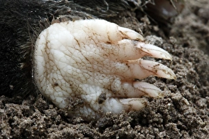 Images Dated 14th August 2007: Mole - eating worm. Bay of Somme -Picardie - France