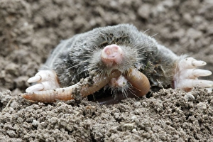 Images Dated 14th August 2007: Mole - eating worm. Bay of Somme -Picardie - France