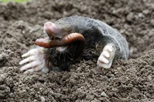 Images Dated 14th August 2007: Mole - eating worm. Bay of Somme -Picardie - France