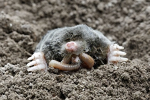 Images Dated 14th August 2007: Mole - eating worm. Bay of Somme -Picardie - France
