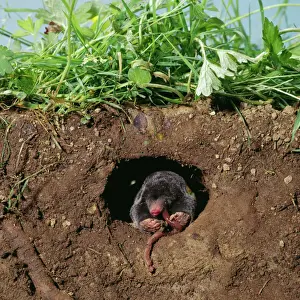 Emerging Prints: Mole - eating worm undergound
