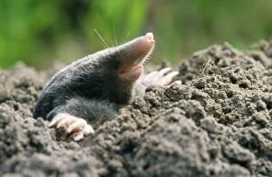 Mole - emerging from the ground
