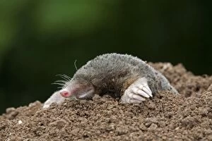 Mole - emerging from hole