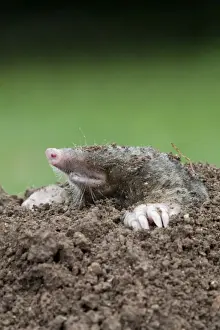 Mole - emerging from hole - Cornwall - UK