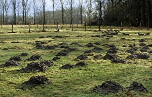 Images Dated 25th April 2007: Mole Hills - in meadow