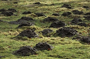Images Dated 25th April 2007: Mole Hills - in meadow